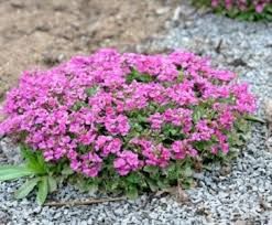 Arabis blepharophylla ‘Rose Delight’ – pilláslevelű ikravirág
