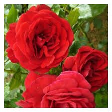 Populair futórózsa