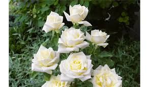 Virgo fehér teahibrid rózsa