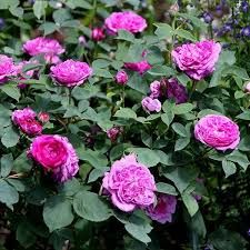 Reine des Violettes - Történelmi rózsa