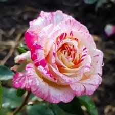 Rose Camille floribunda rózsa