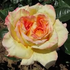 Rosa Henry - teahibrid rózsa