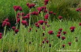 Cirsium rivulare Atropurpureum - Csermelyaszat