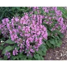 Cirsium rivulare 'Blue Wonder' - Csermelyaszat