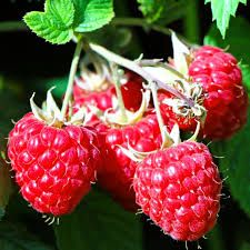 'Willamette' - rezisztens málna, konténeres