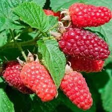 'Heritage' - folytontermő málna, konténeres, 2l.