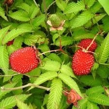 Rubus illecebrosus – Japán szamócamálna