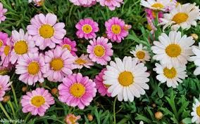 Egynyári margaréta