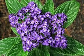 Heliotropium arborescens - kerti vaníliavirág