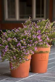 Japánmirtusz, kuffea, 