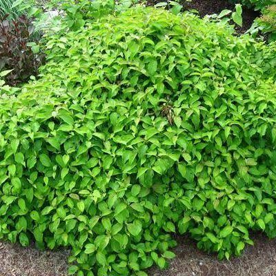 Cornus stolonifera 'Kelseyi' - törpe selymes som Cornus stolonifera 'Kelseyi' - törpe selymes som