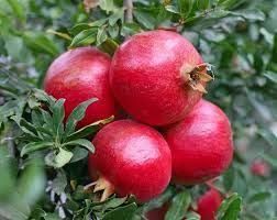 Punica granatum - Termős gránátalma bokor, K3