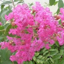 Lagerstroemia indica ' Natchez' - kínai selyemmirtusz, K9