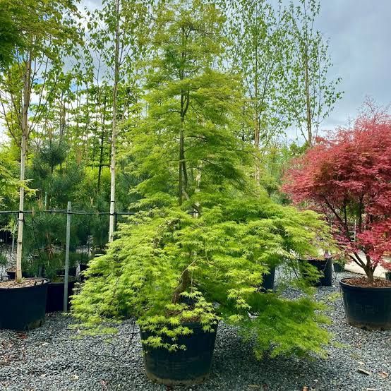 Acer palmatum 'Emerald Lace' - japán juhar 