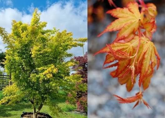 Acer palmatum 'Katsura' - japán juhar