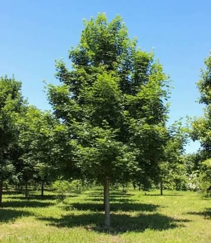 Acer Norwegian Sunset 'Keithsform' - Skarlátvörös őszi lombszínű hibrid juharfa