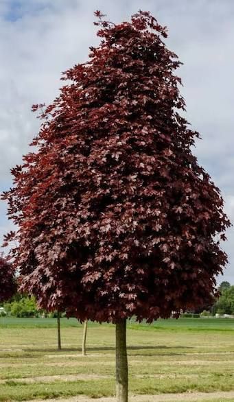 Acer platanoides' Crimson Sentry' - Bordólevelű korai juhar, Vérjuhar K20