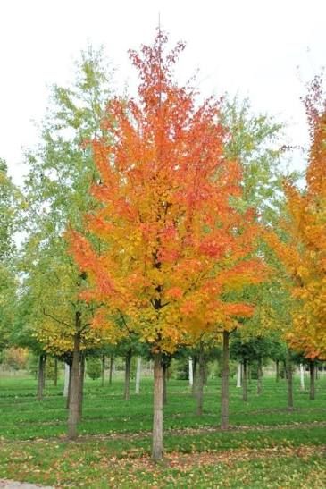 Acer saccharinum – ezüst juhar Acer saccharinum – ezüst juhar