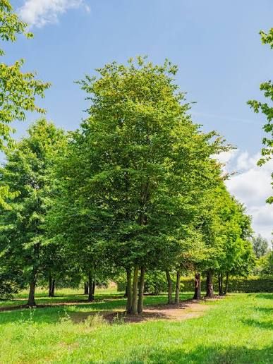 Carpinus betulus - közönséges gyertyán, K6 Carpinus betulus - közönséges gyertyán, K6