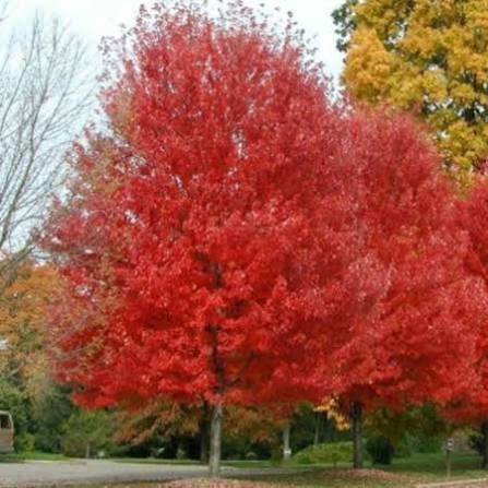 Acer campestre'Red Shine' - vöröslombú mezei juhar, K25 3xi. Acer campestre'Red Shine' - vöröslombú mezei juhar, K25 3xi.