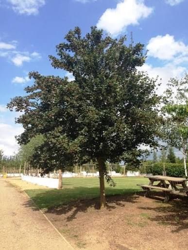 Acer campestre'Red Shine' - vöröslombú mezei juhar, K25 3xi. Tk 10/12