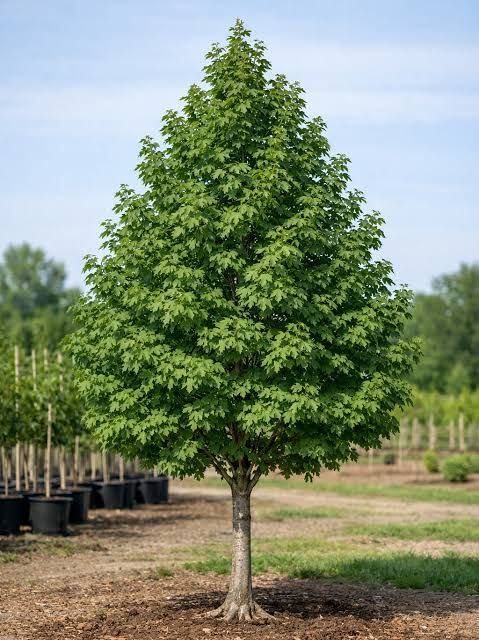 Acer x freemanii 'Autumn Blaze' (syn.: Acer rubrum 'Jeffersred') – Őszi tűzjuhar, K25, 3xi. 10/12