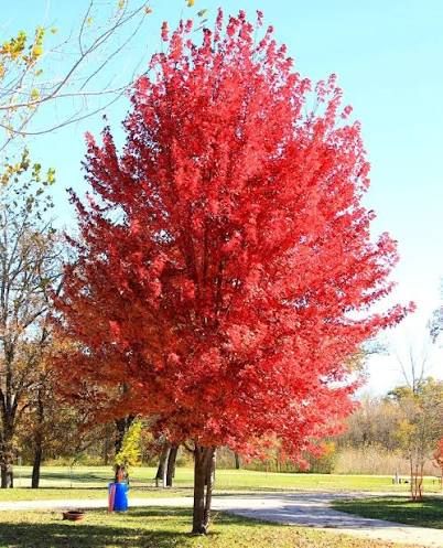 Acer x freemanii 'Autumn Blaze' (syn.: Acer rubrum 'Jeffersred') – Őszi tűzjuhar, K25, 3xi. 10/12