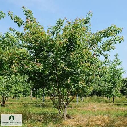 Acer ginnala, K20, 3xi. , 8/10 Acer ginnala, K20, 3xi. , 8/10