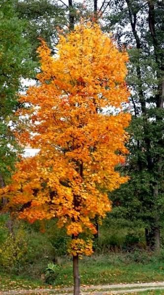Acer platanoides 'Columnare' - Oszlopos korai juhar K30, 3xi., Tk10/12