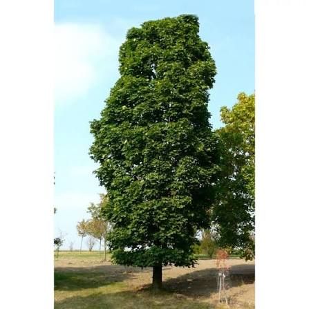 Acer platanoides 'Columnare' - Oszlopos korai juhar K30, 3xi., Tk10/12