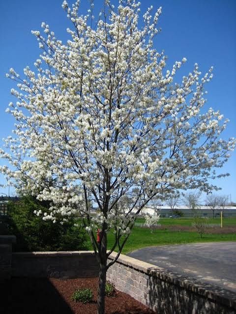 Amelanchier laevis 'Ballerina' – Fanyarka
