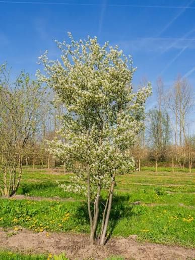 Amelanchier laevis 'Ballerina' – Fanyarka
