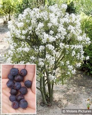 Amelanchier laevis 'Ballerina' – Fanyarka