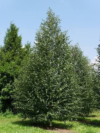 Betula utilis 'Doorenbos'- Himalájai nyír, K110, Tk14/15, bokorfa