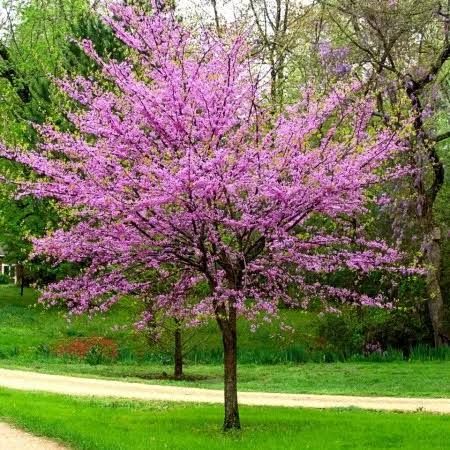 Cercis canadensis ‘Forest Pansy’ – bíborlevelű kanadai júdásfa, K12. 200/250 cm Cercis canadensis ‘Forest Pansy’ – bíborlevelű kanadai júdásfa, K12. 200/250 cm