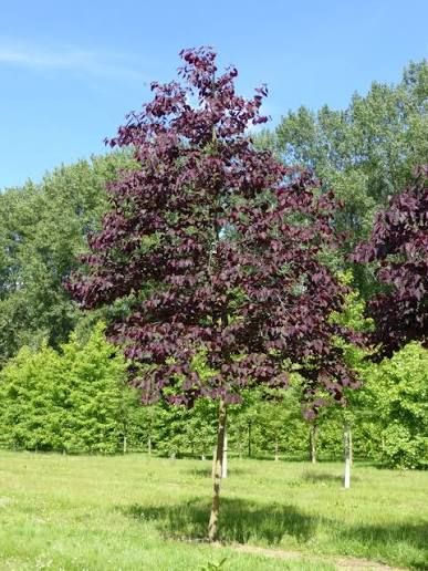 Cercis canadensis ‘Forest Pansy’ – bíborlevelű kanadai júdásfa, K12. 200/250 cm Cercis canadensis ‘Forest Pansy’ – bíborlevelű kanadai júdásfa, K12. 200/250 cm