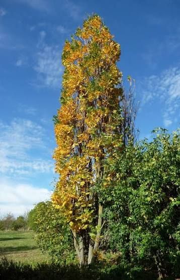 Koelreuteria paniculata 'Fastigiata' - Oszlopos csörgőfa, K25, Tk6/10 bokorfa
