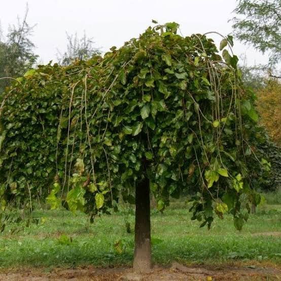Morus alba Pendula - Szomorú, csüngő eperfa K20, Tm200