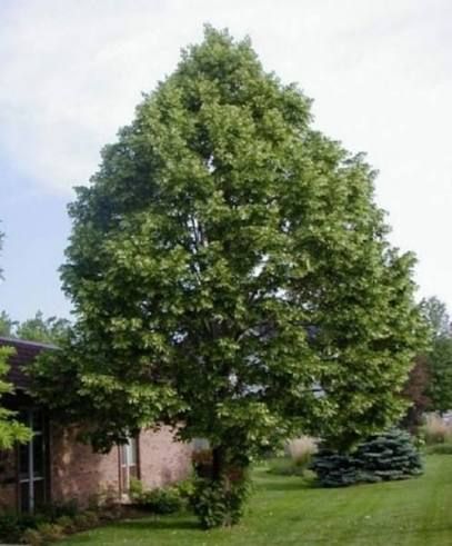 Tilia americana 'Nova' - Amerikai hárs K35, , Tk12/14