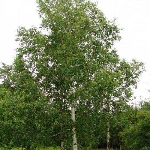 Betula pendula -nyírfa, K15 Betula pendula -nyírfa, K15