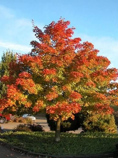 Acer truncatum x platanoides 'Pacific Sunset' - Hibrid juharfa Acer truncatum x platanoides 'Pacific Sunset' - Hibrid juharfa