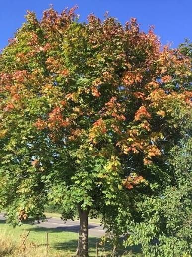 Acer truncatum x platanoides 'Pacific Sunset' - Hibrid juharfa Acer truncatum x platanoides 'Pacific Sunset' - Hibrid juharfa