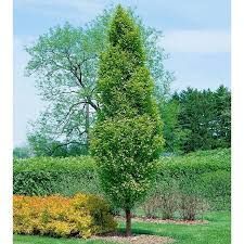 Carpinus betulus 'Lucas' - oszlopos gyertyán, K70, Tk12/14,