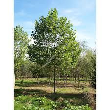 Platanus acerifolia (hispanica) - közönséges platán, K70, Tk12/14