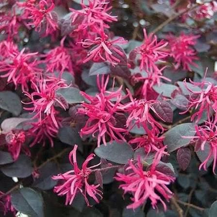Loropetalum chinense 'Fire Dance' – Kínai rojtosvirág, alakra nevelt