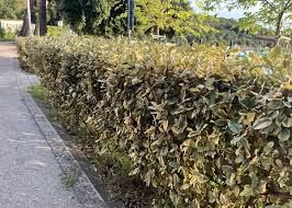 Elaeagnus ebbingei 'Viveleg' – Széleslevelű ezüstfa